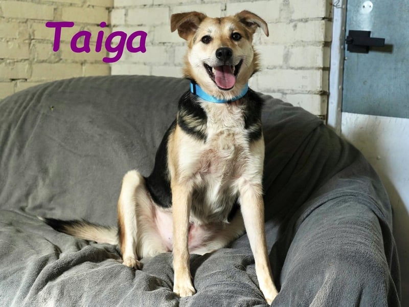 Taiga geb. 06/2023 - sehr kluge und gehorsame, junge Begleiterin!