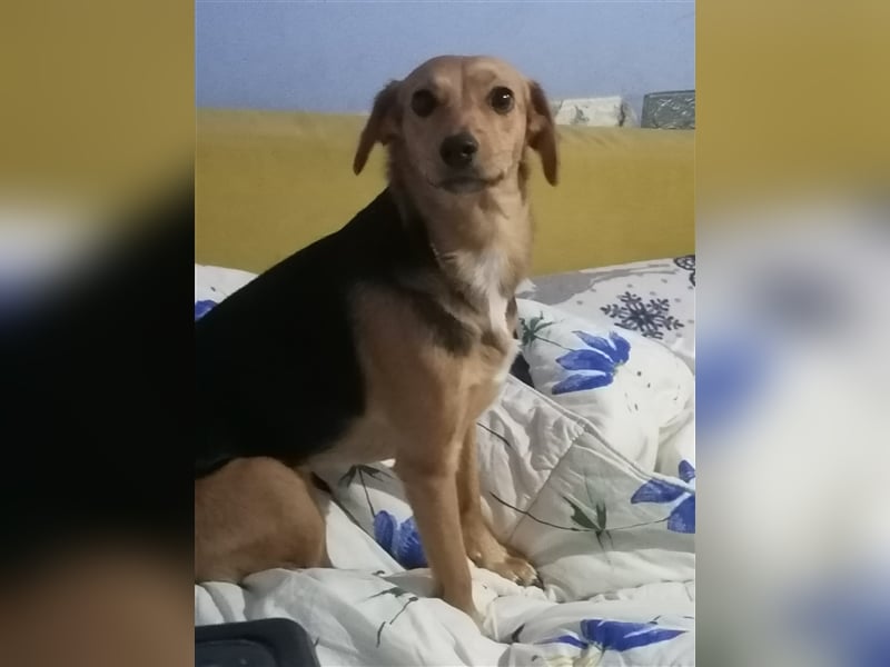 Paloma - feine, unkomplizierte Anfängerhündin