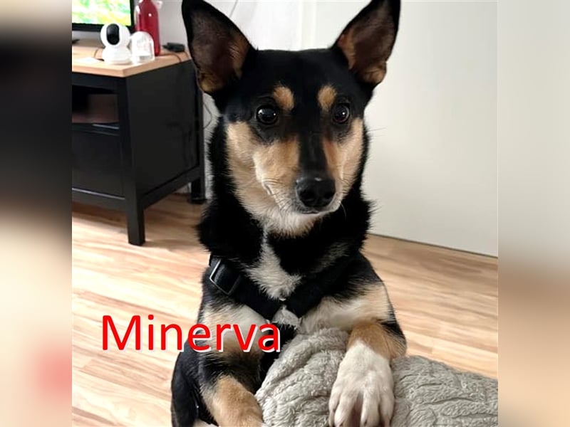 MINERVA ❤  wartet in 24837 Schleswig auf Dich