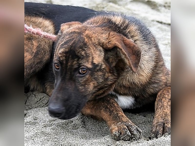 Die liebe Junghündin Nika sucht ein warmes Körbchen