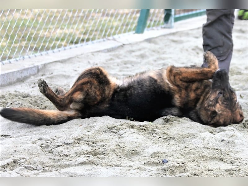 Die liebe Junghündin Nika sucht ein warmes Körbchen