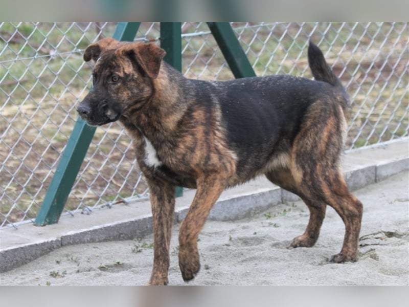 Die liebe Junghündin Nika sucht ein warmes Körbchen