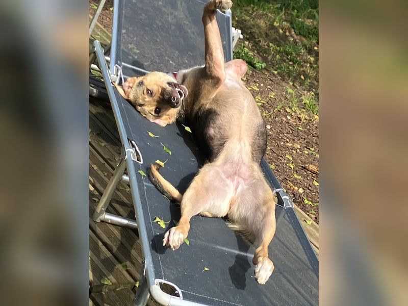 Sarah, sehr menschenbezogen, fröhlich, aktiv Dreibeinmädchen