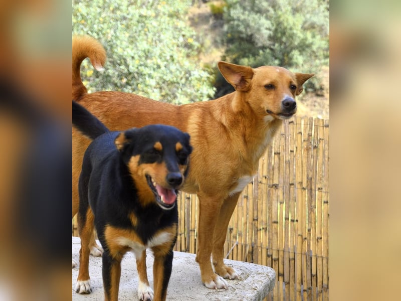 SUSI und PACO – freundliches Duo