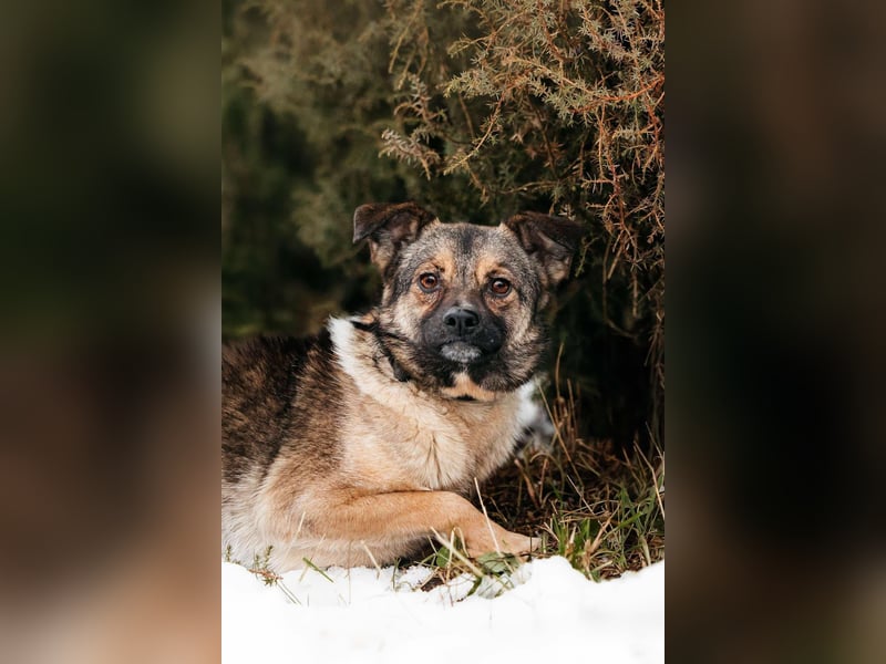 Zärtliche Luna sucht liebevolles Zuhause