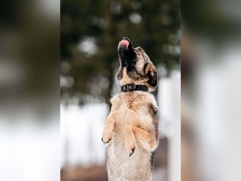Zärtliche Luna sucht liebevolles Zuhause