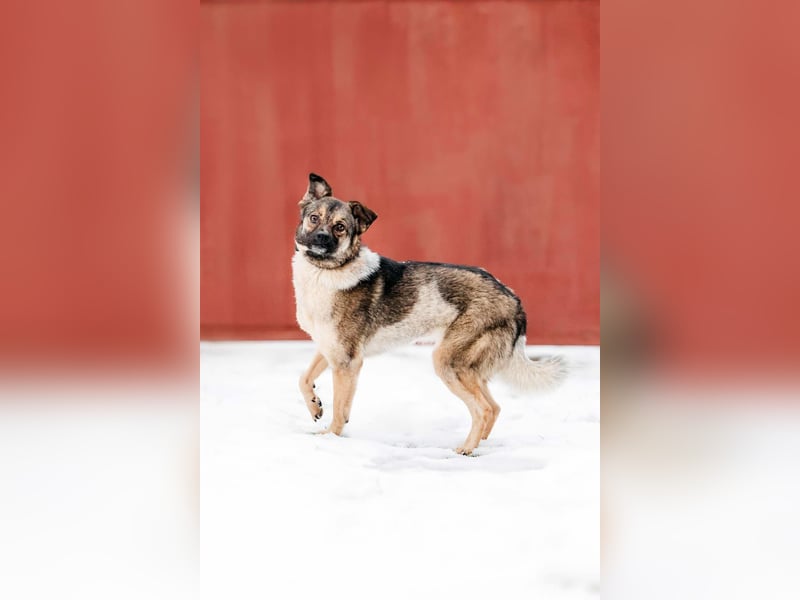 Zärtliche Luna sucht liebevolles Zuhause