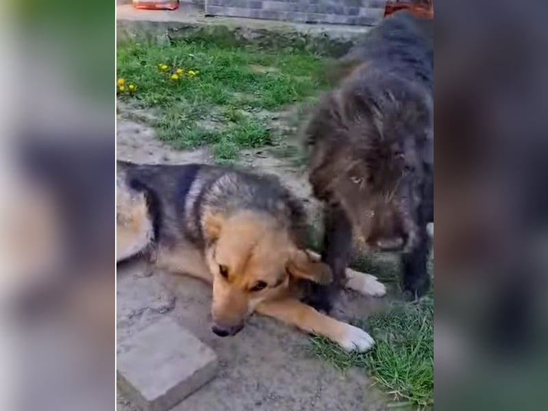 Emma - liebe, soziale, katzenverträgliche Schäferhundmix-Hündin mit Handicap / noch in Rumänien