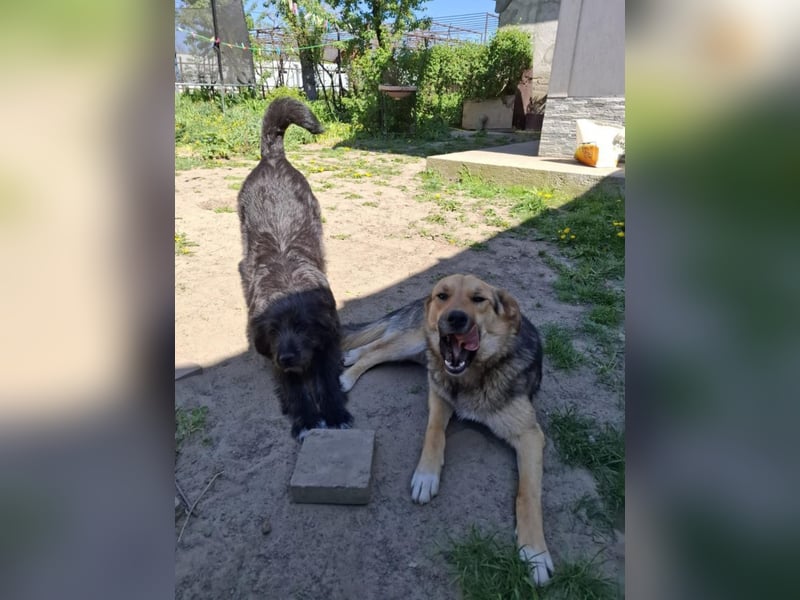 Emma - liebe, soziale, katzenverträgliche Schäferhundmix-Hündin mit Handicap / noch in Rumänien