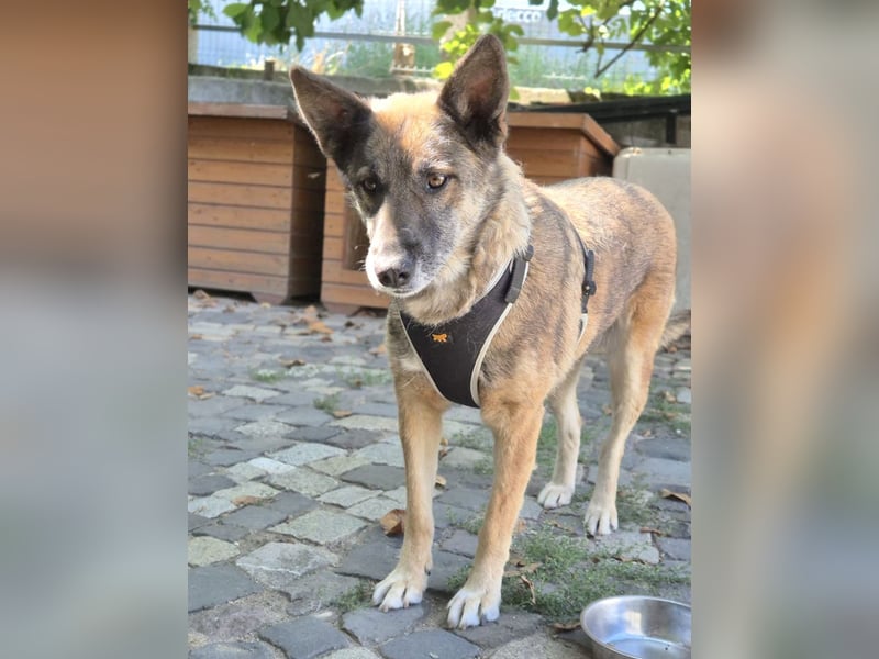 Alma(2) - freundliche, soziale, ruhige Hündin - katzenverträglich / z.Zt. noch in Rumänien