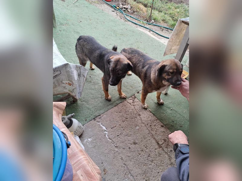 Mara - freundliche, liebe Schäferhund Mix Hündin / z.Zt. noch in Rumänien