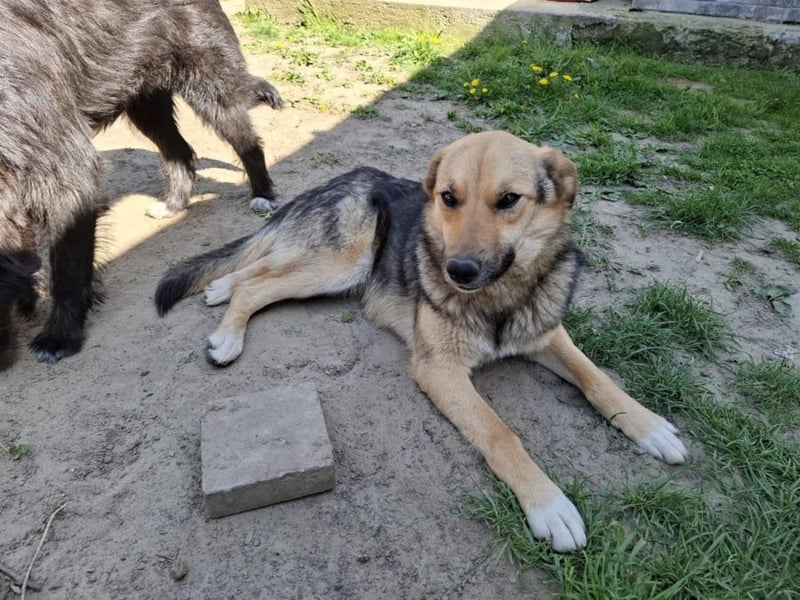 Emma - liebe, soziale, katzenverträgliche Schäferhundmix-Hündin mit Handicap / noch in Rumänien