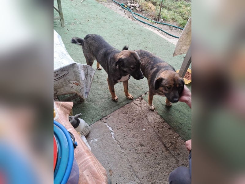 Mara - freundliche, liebe Schäferhund Mix Hündin / z.Zt. noch in Rumänien
