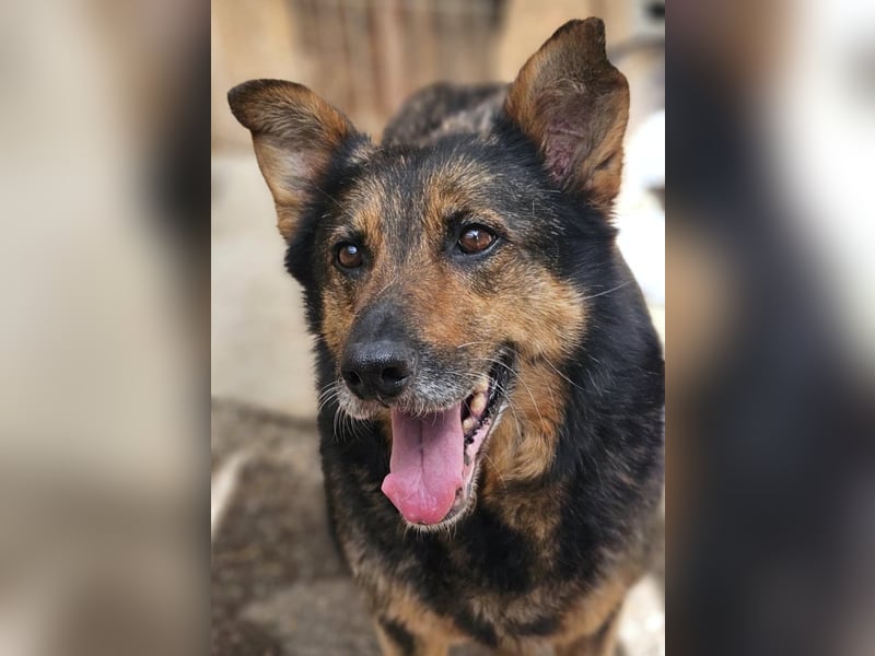 Maya - freundliche, kluge, ruhige Schäferhundmix-Seniorin / z.Zt. noch in Rumänien