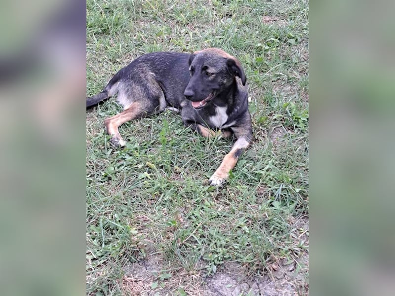 Mara - freundliche, liebe Schäferhundmix Junghündin / z.Zt. noch in Rumänien