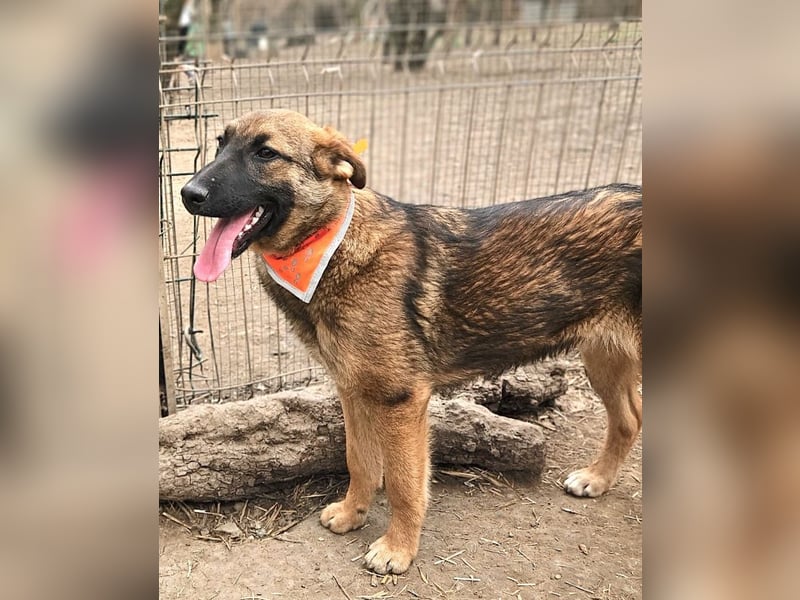Cleo - freundliche, aktive, anhängliche Schäferhund Mix Hündin / z.Zt. noch in Rumänien