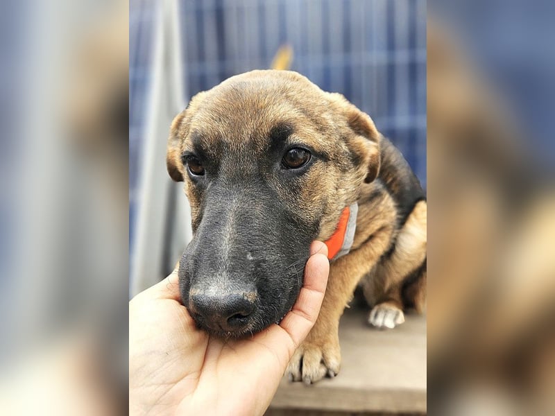 Cleo - freundliche, aktive, anhängliche Schäferhund Mix Hündin / z.Zt. noch in Rumänien