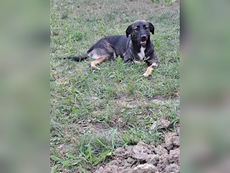 Mara - freundliche, liebe Schäferhundmix Junghündin / z.Zt. noch in Rumänien