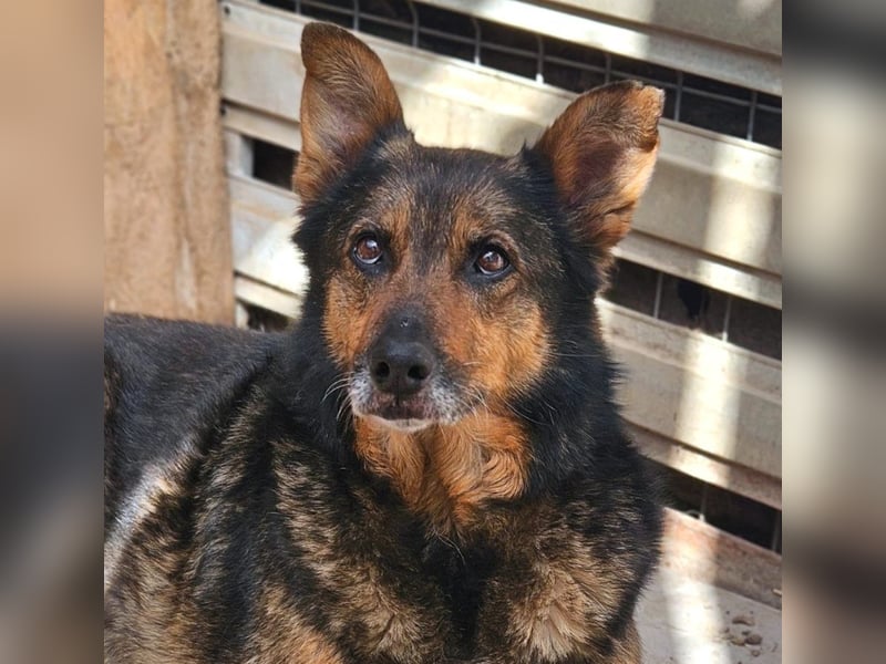 Maya - freundliche, kluge, ruhige Schäferhundmix-Seniorin / z.Zt. noch in Rumänien