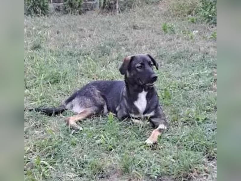 Mara - freundliche, liebe Schäferhund Mix Hündin / z.Zt. noch in Rumänien