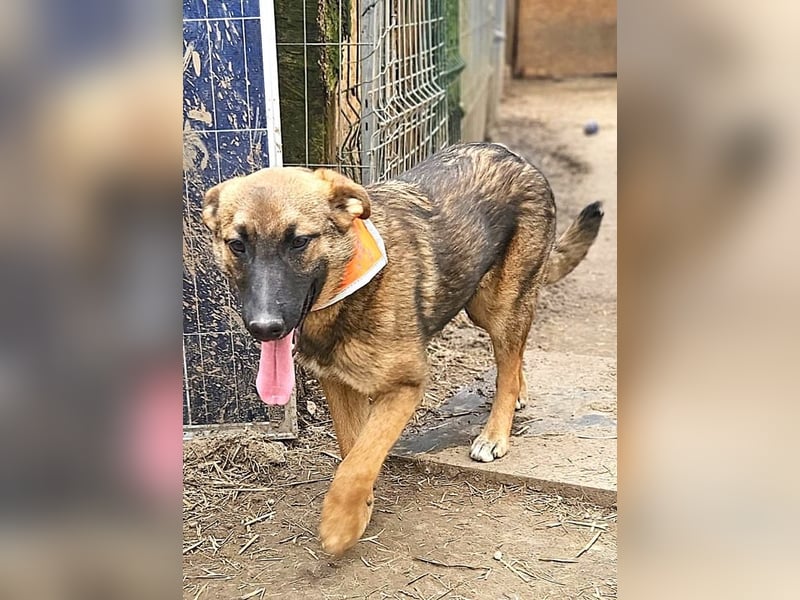 Cleo - freundliche, aktive, anhängliche Schäferhund Mix Hündin / z.Zt. noch in Rumänien
