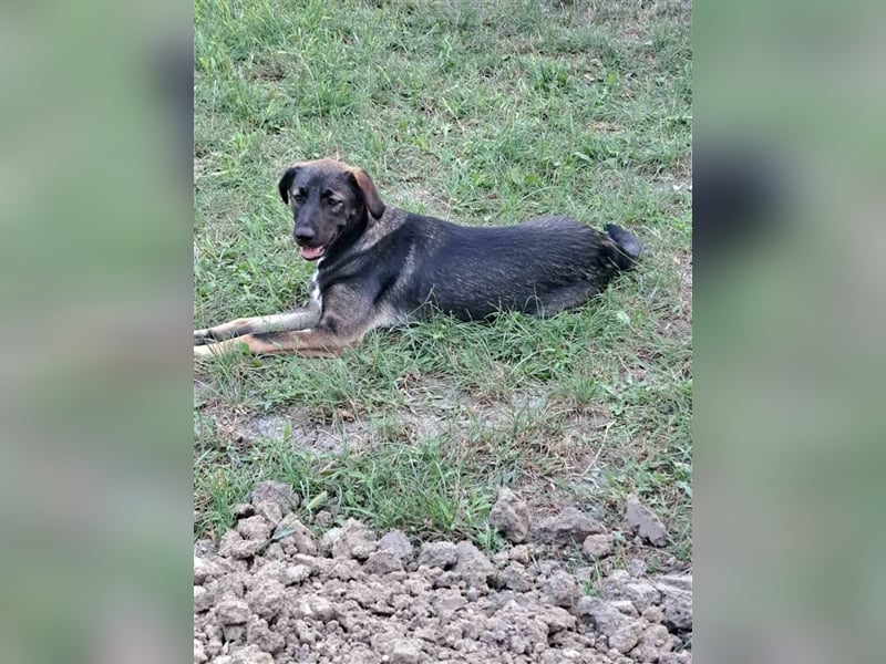 Mara - freundliche, liebe Schäferhundmix Junghündin / z.Zt. noch in Rumänien