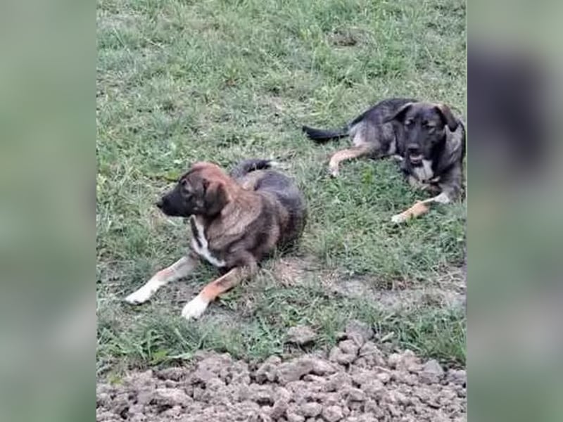 Mara - freundliche, liebe Schäferhund Mix Hündin / z.Zt. noch in Rumänien