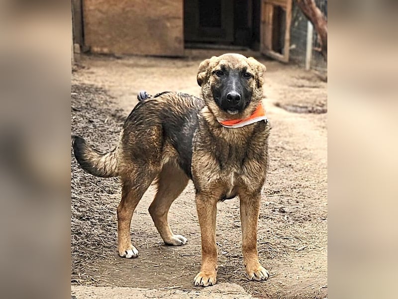 Cleo - freundliche, aktive, anhängliche Schäferhund Mix Hündin / z.Zt. noch in Rumänien