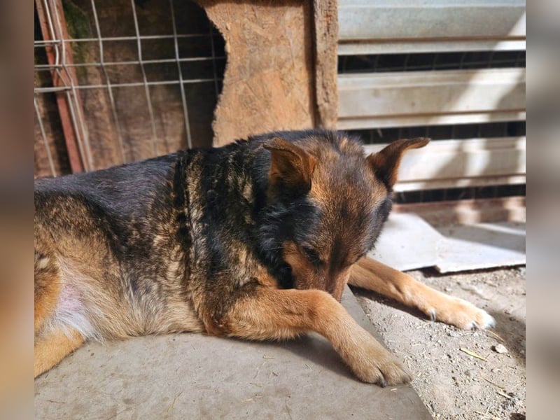 Maya - freundliche, kluge, ruhige Schäferhundmix-Seniorin / z.Zt. noch in Rumänien