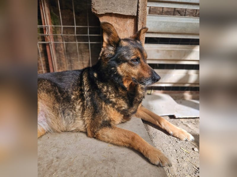 Maya - freundliche, kluge, ruhige Schäferhundmix-Seniorin / z.Zt. noch in Rumänien