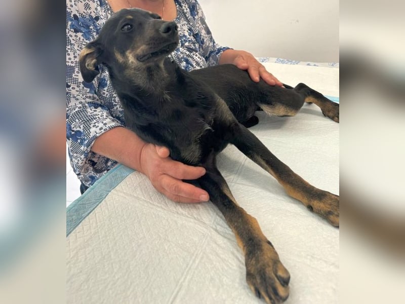 Betty - lebhafte, aktive, freundliche junge Hündin / z.Zt. noch in Rumänien