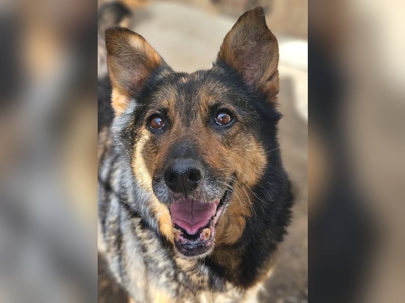 Maya - freundliche, kluge, ruhige Schäferhundmix-Seniorin / z.Zt. noch in Rumänien