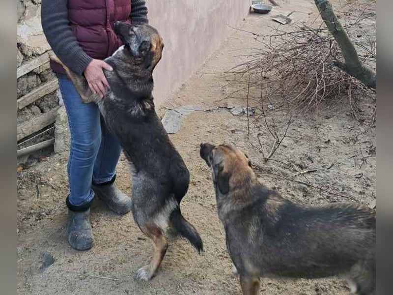Mara - freundliche, liebe Schäferhund Mix Hündin / z.Zt. noch in Rumänien