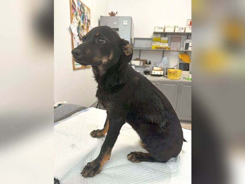 Betty - lebhafte, aktive, freundliche junge Hündin / z.Zt. noch in Rumänien