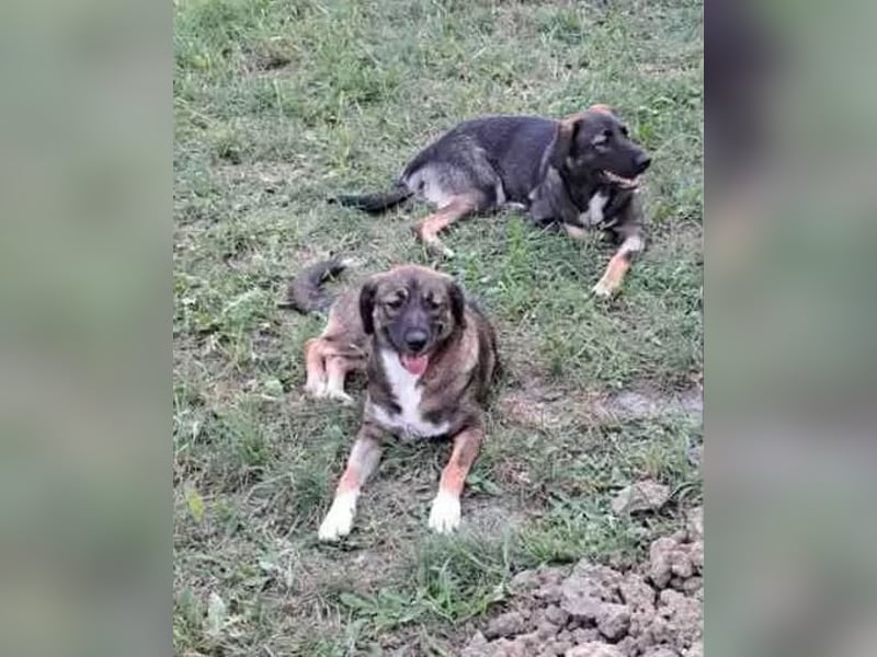 Mara - freundliche, liebe Schäferhund Mix Hündin / z.Zt. noch in Rumänien