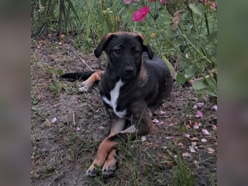 Mara - freundliche, liebe Schäferhundmix Junghündin / z.Zt. noch in Rumänien