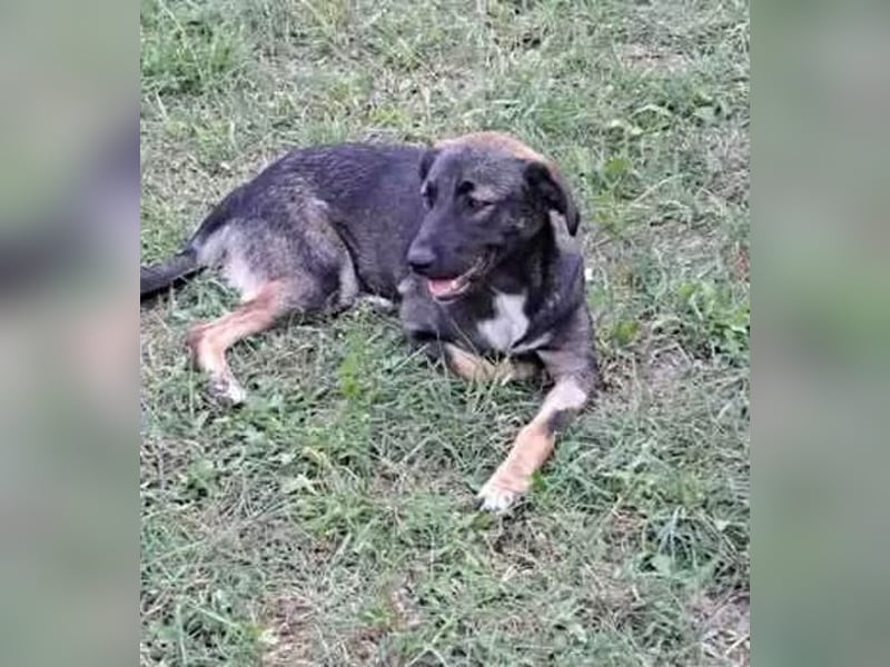 Mara - freundliche, liebe Schäferhund Mix Hündin / z.Zt. noch in Rumänien
