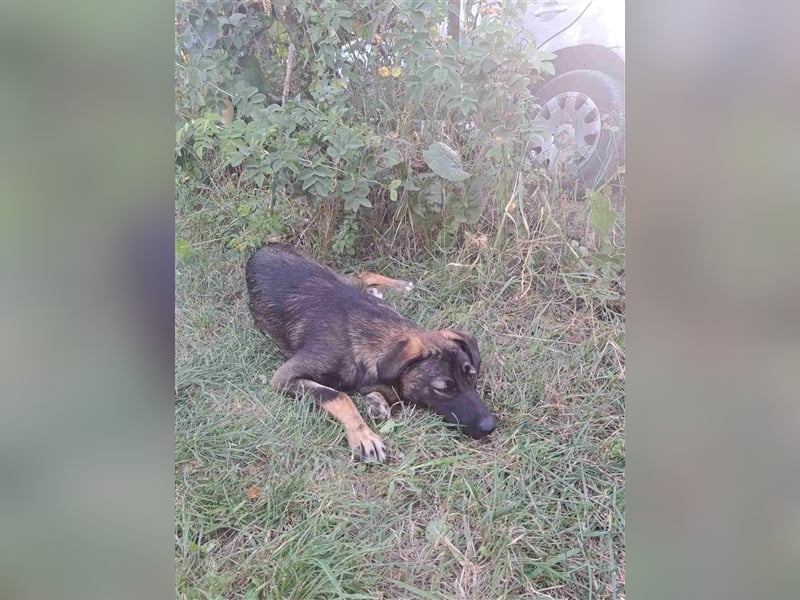 Mara - freundliche, liebe Schäferhundmix Junghündin / z.Zt. noch in Rumänien