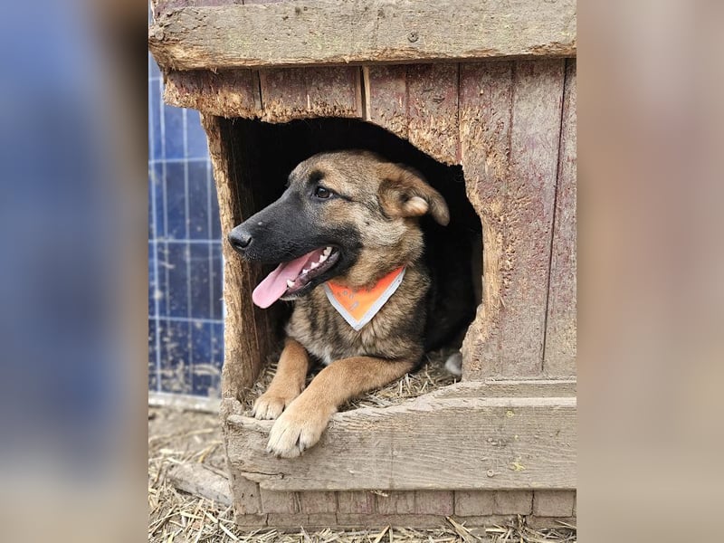 Cleo - freundliche, aktive, anhängliche Schäferhund Mix Hündin / z.Zt. noch in Rumänien
