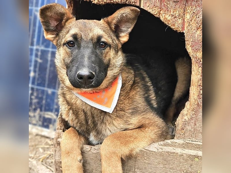 Cleo - freundliche, aktive, anhängliche Schäferhund Mix Hündin / z.Zt. noch in Rumänien