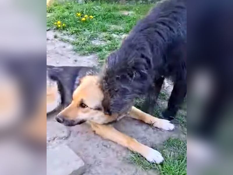 Emma - liebe, soziale, katzenverträgliche Schäferhundmix-Hündin mit Handicap / noch in Rumänien