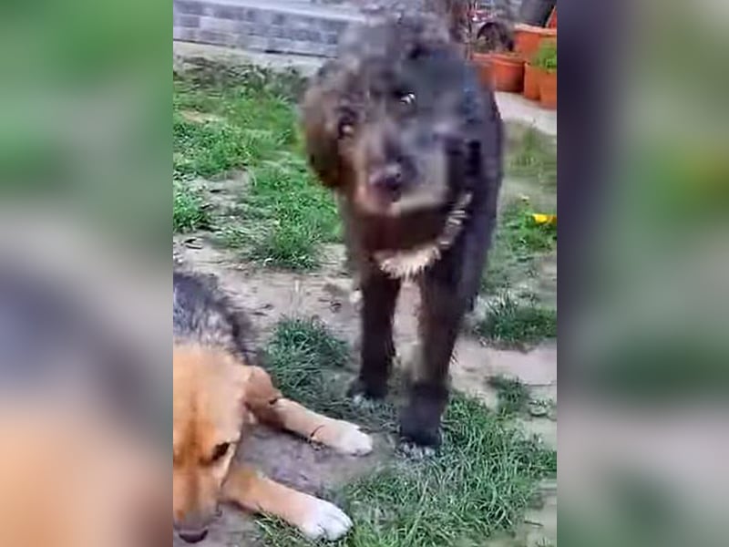 Emma - liebe, soziale, katzenverträgliche Schäferhundmix-Hündin mit Handicap / noch in Rumänien