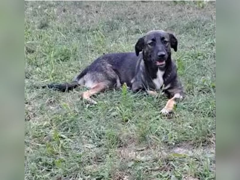 Mara - freundliche, liebe Schäferhund Mix Hündin / z.Zt. noch in Rumänien