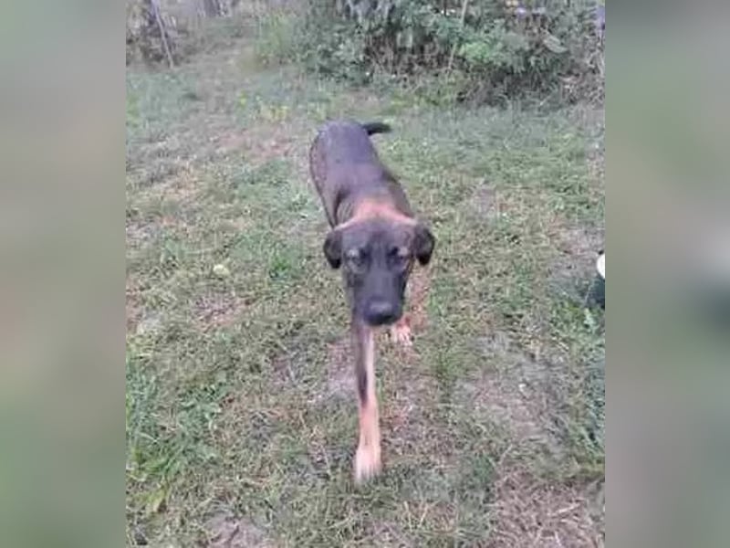 Mara - freundliche, liebe Schäferhund Mix Hündin / z.Zt. noch in Rumänien
