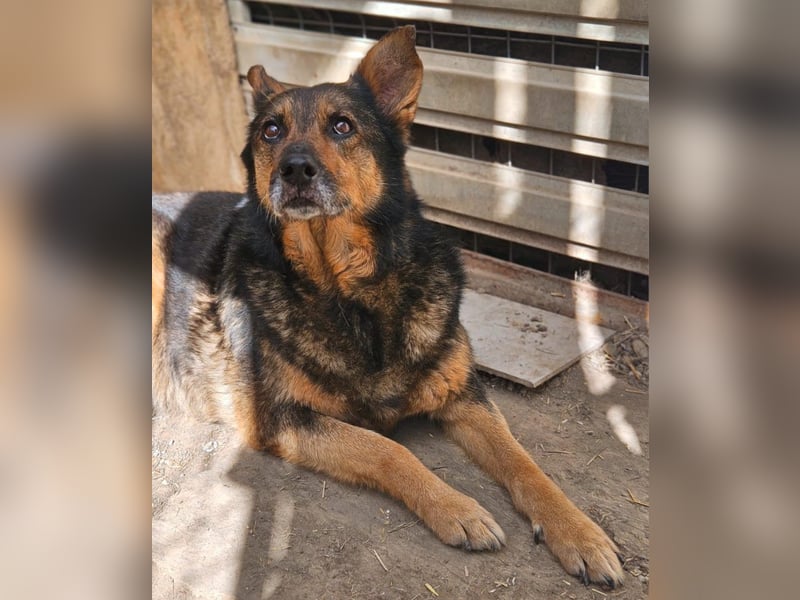 Maya - freundliche, kluge, ruhige Schäferhundmix-Seniorin / z.Zt. noch in Rumänien