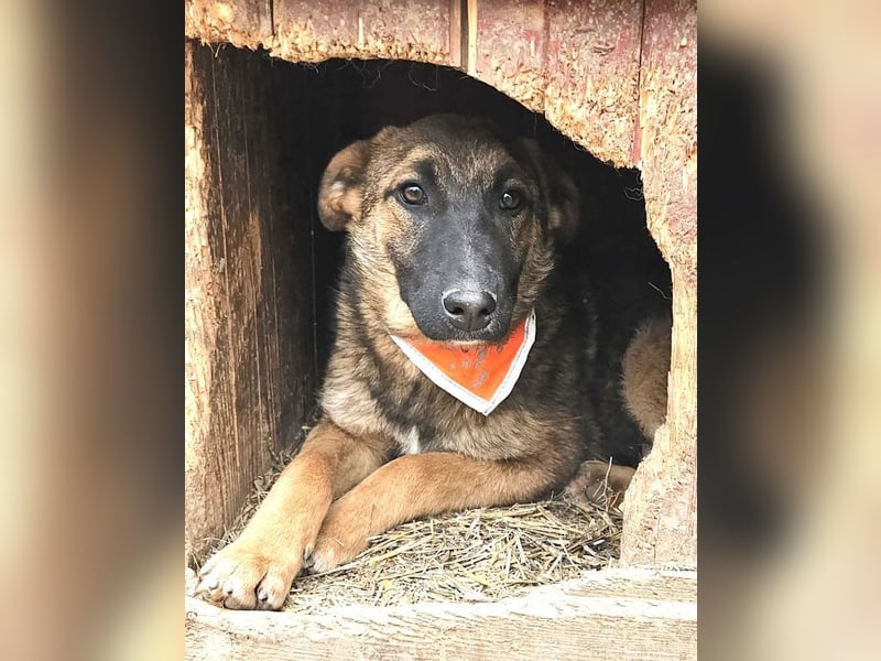Cleo - freundliche, aktive, anhängliche Schäferhund Mix Hündin / z.Zt. noch in Rumänien