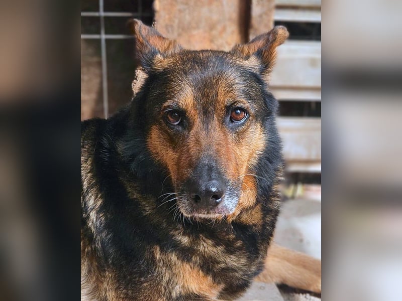 Maya - freundliche, kluge, ruhige Schäferhundmix-Seniorin / z.Zt. noch in Rumänien