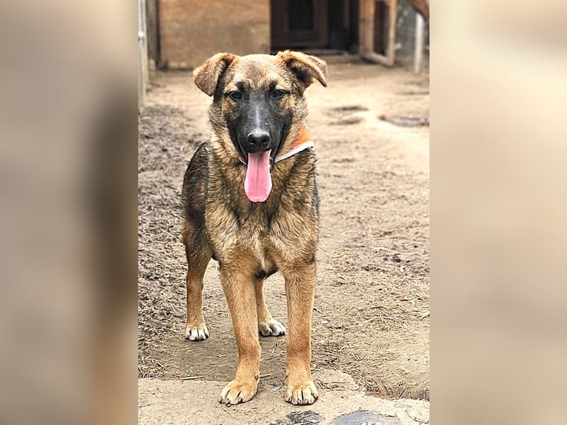 Cleo - freundliche, aktive, anhängliche Schäferhund Mix Hündin / z.Zt. noch in Rumänien