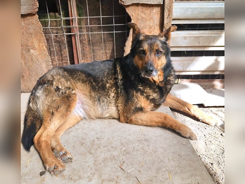 Maya - freundliche, kluge, ruhige Schäferhundmix-Seniorin / z.Zt. noch in Rumänien
