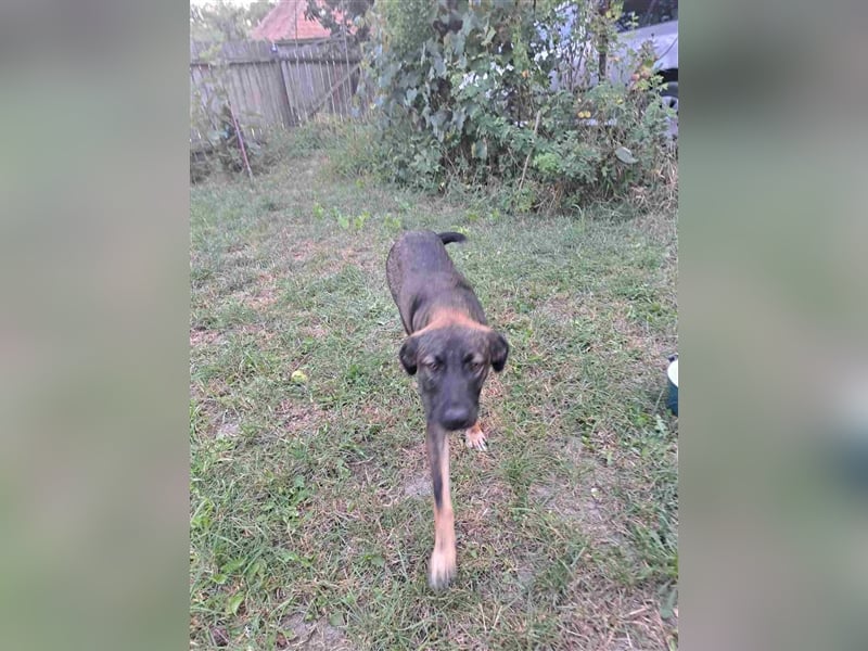 Mara - freundliche, liebe Schäferhundmix Junghündin / z.Zt. noch in Rumänien